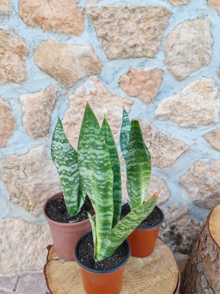 Lote 3 Sansevieria Trifasciata