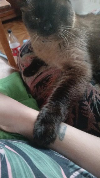 Ciudador de mascotas - tardes o fin de semana