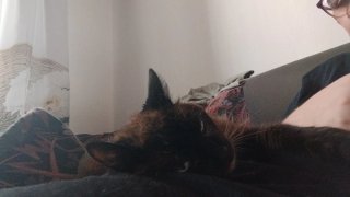 Ciudador de mascotas - tardes o fin de semana