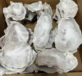50 conchas de ostra naturales