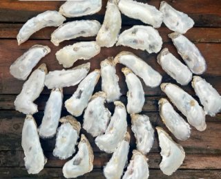 50 conchas de ostra naturales