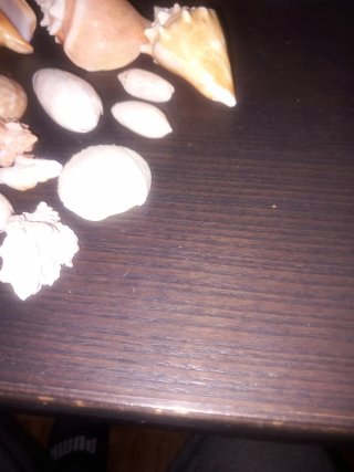 Titolo: Lotto Conchiglie di Mare Naturali – Collez