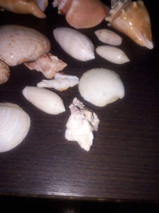 Titolo: Lotto Conchiglie di Mare Naturali – Collez