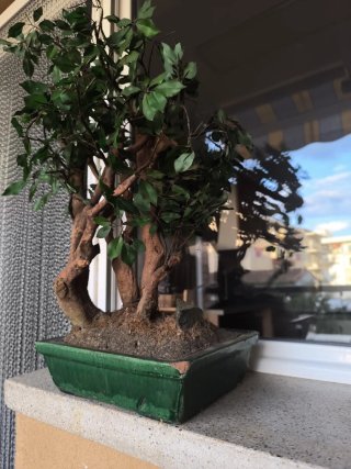 Árbol bonsai artificial decorativo