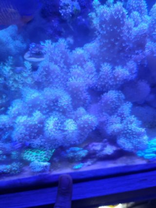 Decoración marina coral