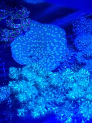 Decoración marina coral