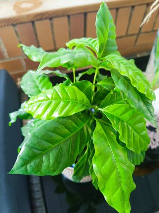Planta de café