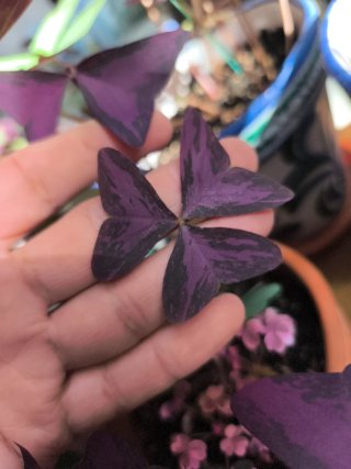 Oxaliss