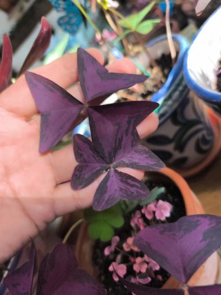 Oxaliss