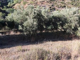 Terreno en venta en Albuñuelas