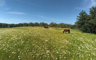 Cortijo en venta en Morón de la Frontera