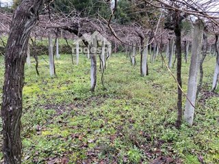 Terreno en venta en Cañiza (A)