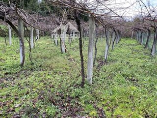 Terreno en venta en Cañiza (A)