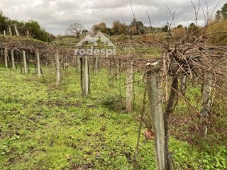 Terreno en venta en Cañiza (A)