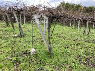 Terreno en venta en Cañiza (A)