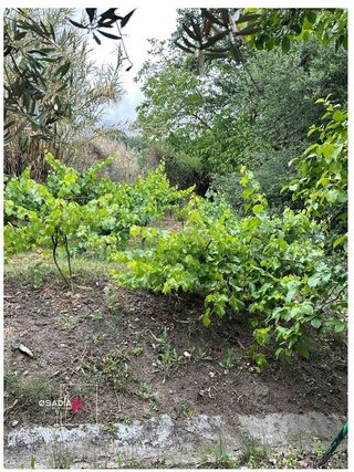 Terreno en venta en Barrio de la Vega en Monachil