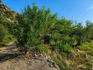 Terreno en venta en Adsubia