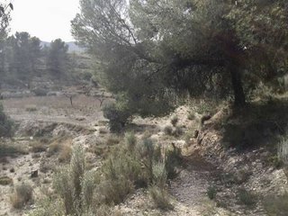 Solar en venta en Tibi