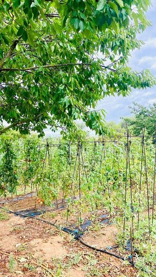 Terreno en venta en Bisbal d´Empordà, La