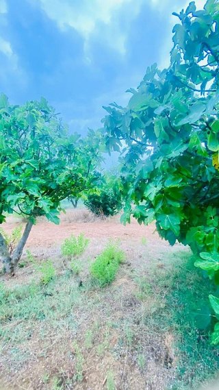 Terreno en venta en Bisbal d´Empordà, La