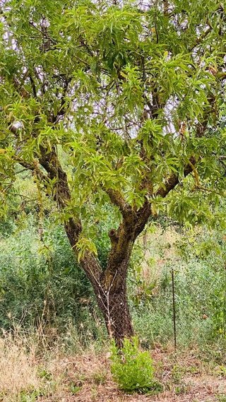Terreno en venta en Bisbal d´Empordà, La