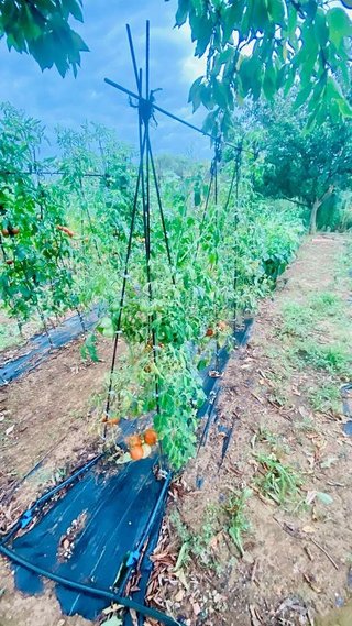 Terreno en venta en Bisbal d´Empordà, La