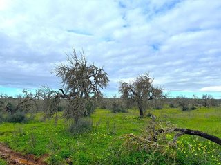 Terreno en venta en Campos