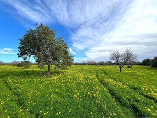 Terreno en venta en Campos
