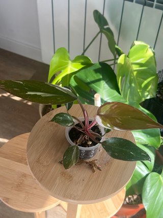 Philodendron Pink Princess