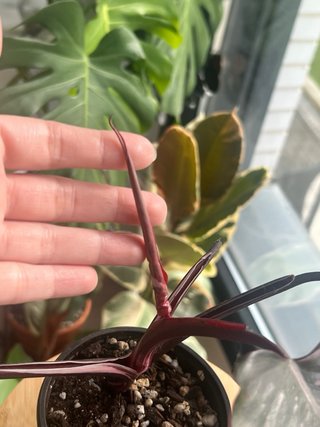 Philodendron Pink Princess