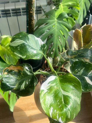 Philodendron variegado