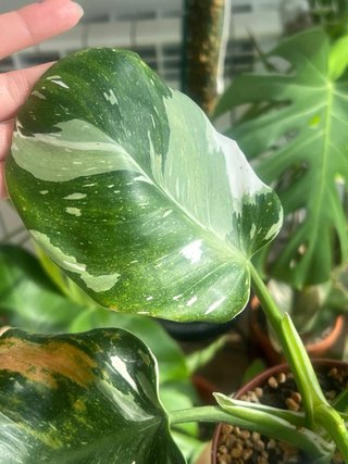Philodendron variegado