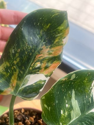 Philodendron variegado