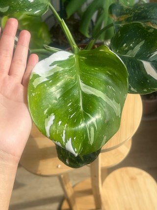 Philodendron variegado