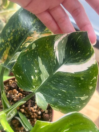 Philodendron variegado