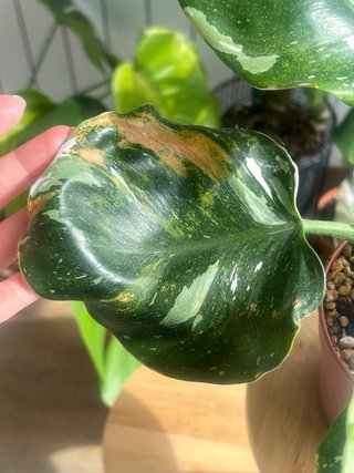 Philodendron variegado