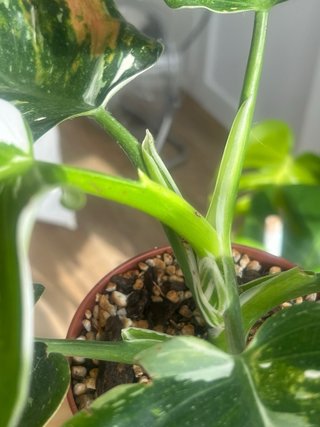 Philodendron variegado