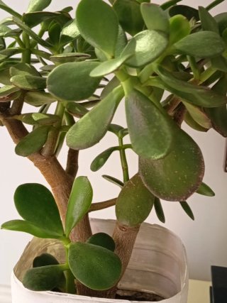 Árbol de Jade tronco grande precioso tipo bonsái