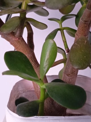 Árbol de Jade tronco grande precioso tipo bonsái
