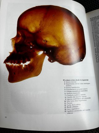 Gran Atlas de Anatomía Humana de R. M. H. McMinn y