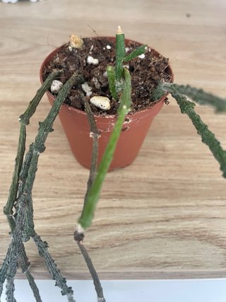 Cynanchum marnierianum planta palo