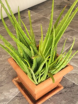 Planta Aloe vera