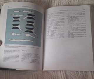 Biología Marina - G. Cognetti (1ª Edición 2001)