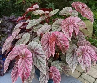 Begonia Maculata 'Pink Spot' Rosa Azul