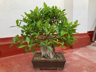 Ficus Retusa Bonsái