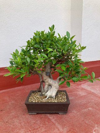 Ficus Retusa Bonsái