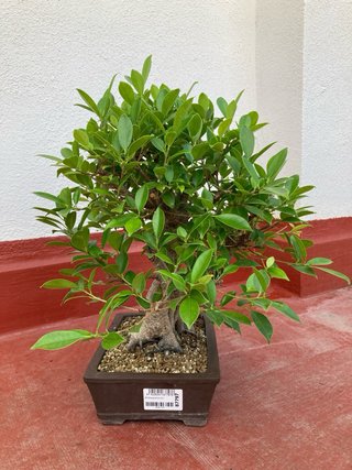 Ficus Retusa Bonsái