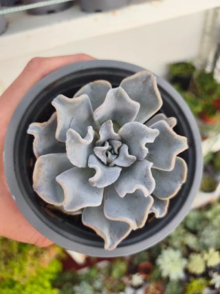 Echeveria crispate beauty 12cm