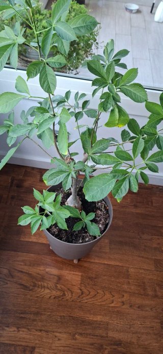 Bonsai Baobab Africano Real
