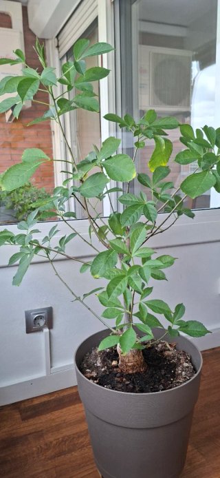 Bonsai Baobab Africano Real
